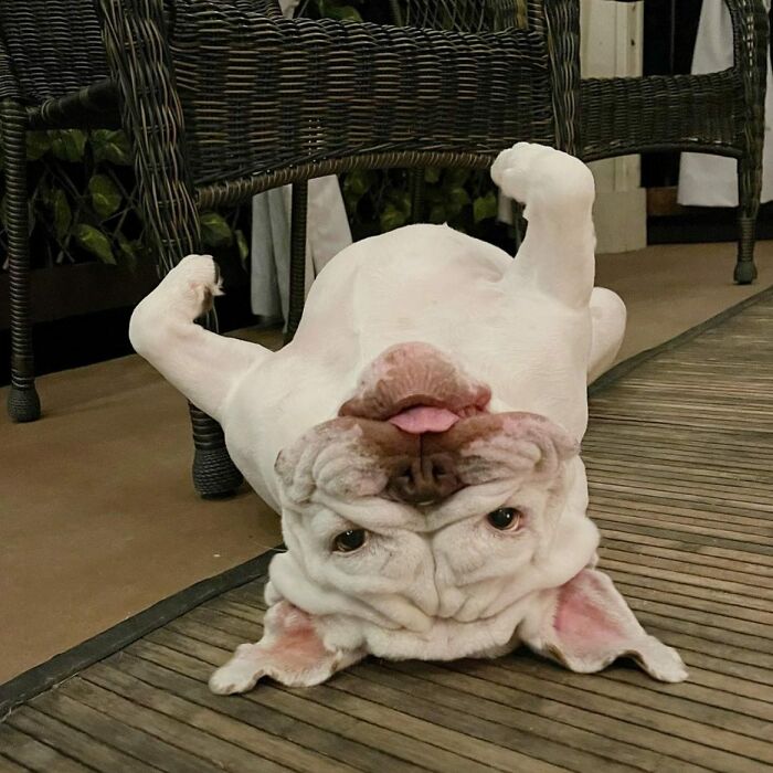 A hilarious dog in an embarrassing family pic, lying upside down with tongue out and paws in the air.