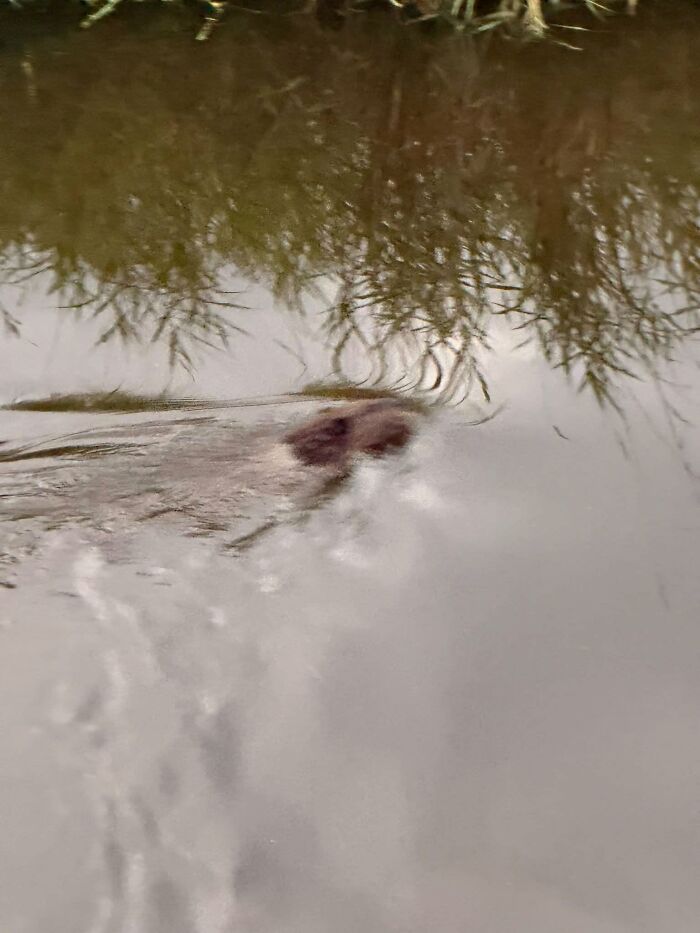 Blurry wildlife photo of animal swimming in pond water