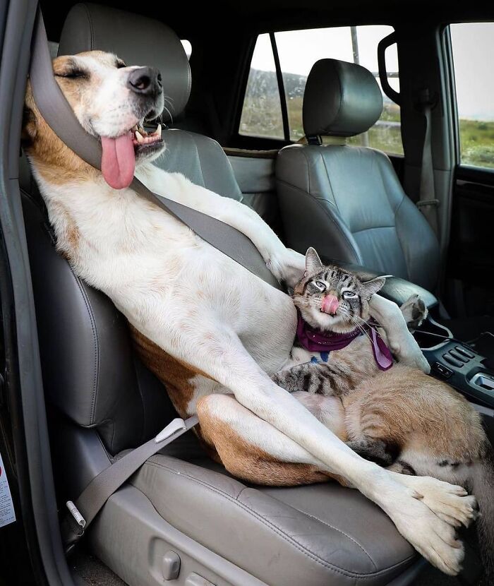 Hilarious photo of a dog and a cat in a car seat, with the dog secured by a seatbelt.