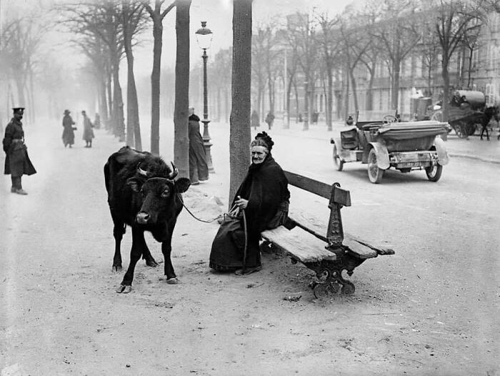 Historical monochrome photo of a woman sitting with a leashed cow, from collection of old photos of animals