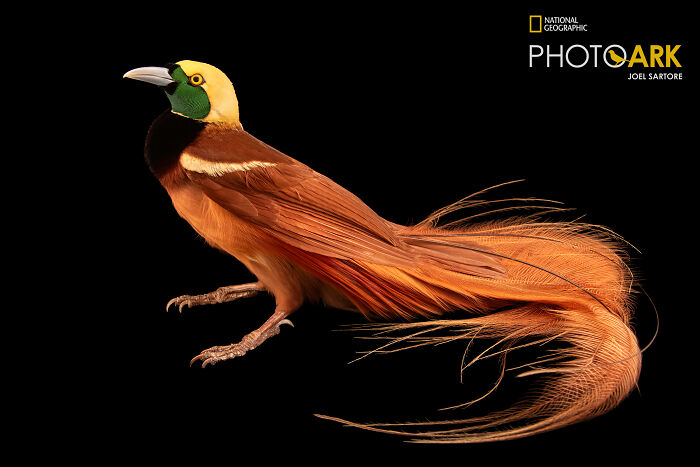 Raggiana Bird-Of-Paradise (Paradisaea Raggiana)