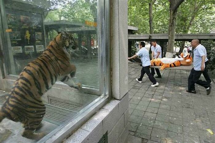 An unhinged tiger looking out from its enclosure as people carry a tiger-like mascot on a stretcher.