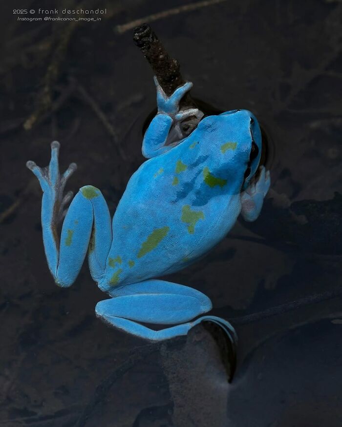 Mediterranean Tree Frog (Hyla Meridionalis)