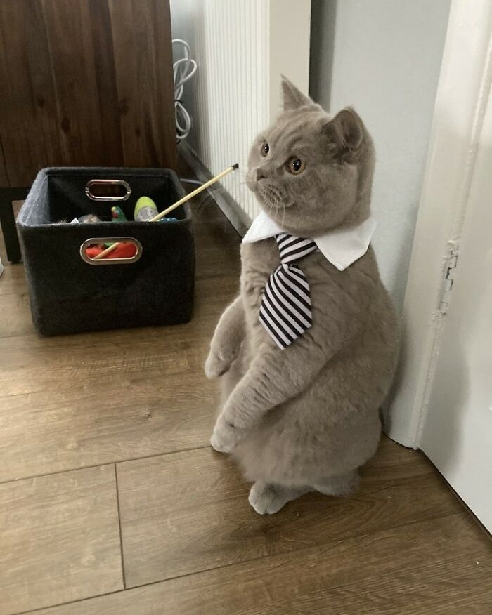 A grey cat at work, standing on its hind legs wearing a white collar and striped tie, taking its career seriously.
