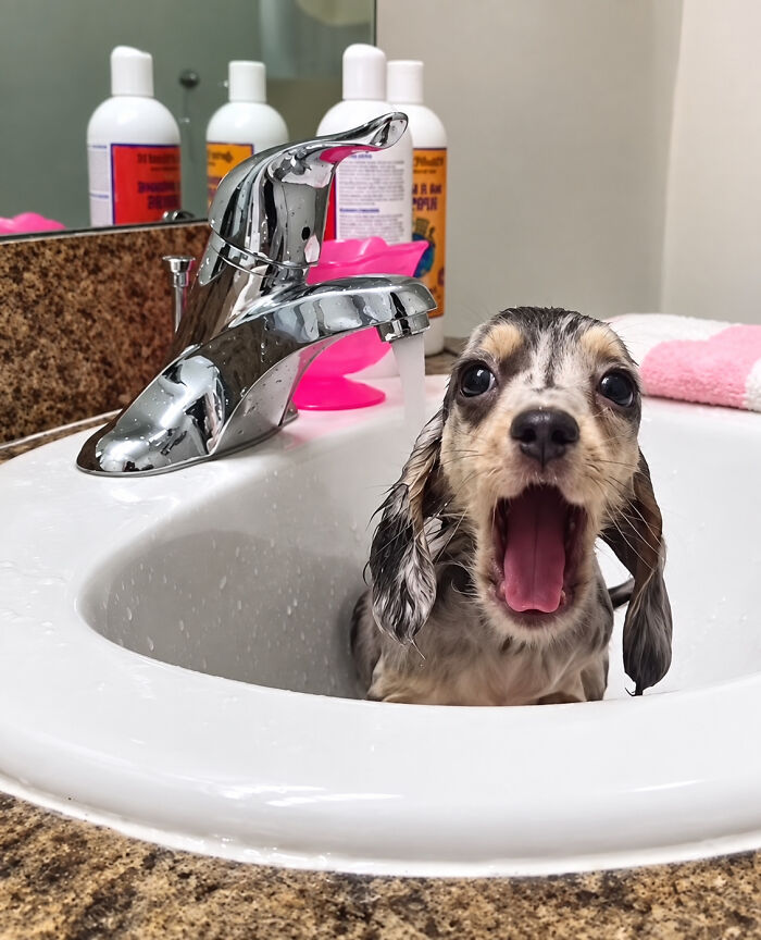 Small wet dog with mouth open, sitting in a bathroom sink, not emotionally prepared for bath time.
