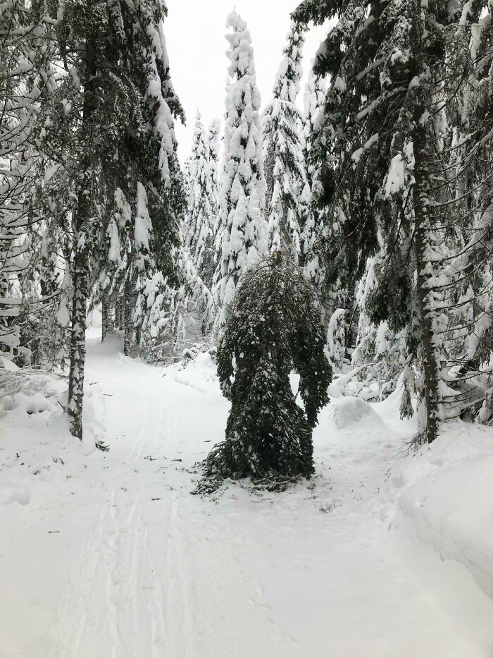 A truly bizarre, snow-covered tree resembling a monster in a snowy forest, making one wonder if they are hallucinating.