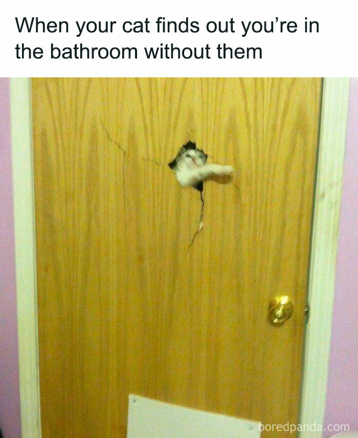Humorous animal meme showing a cat peeking through a hole in a door, perfect for the collection of animal memes.