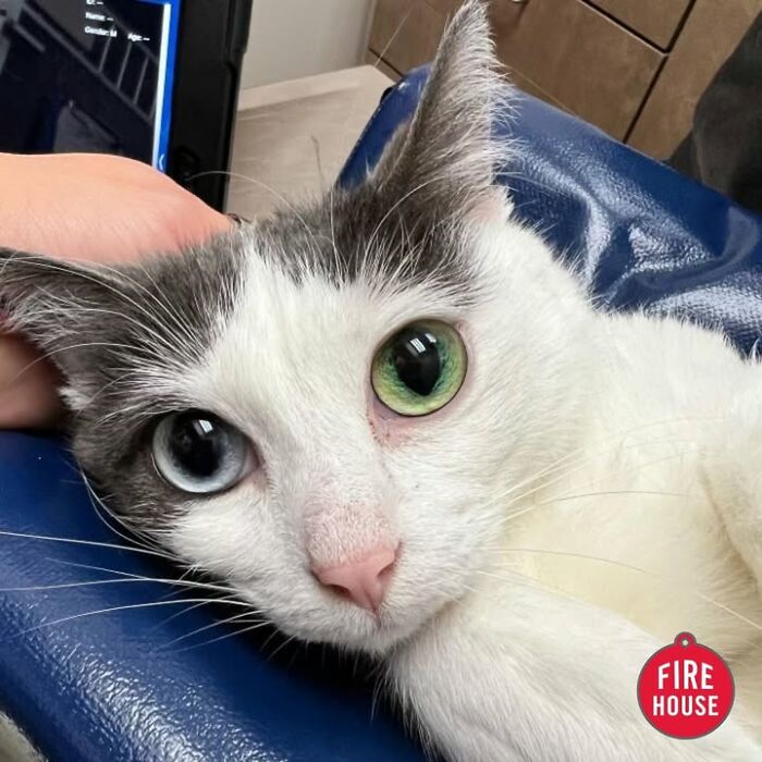 Close-up of a white and grey cat with heterochromia looking directly at the camera, showing funny reactions.