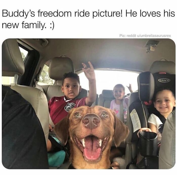 A happy dog in a car with three smiling children, a heartwarming dog meme showing family cuteness.