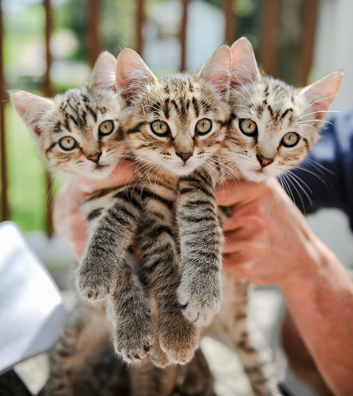 A person holding three kittens, symbolizing the complex tenant stories landlords face.