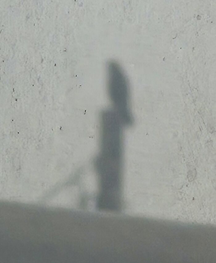 Shadow of an owl on a wall creating a wildlife silhouette