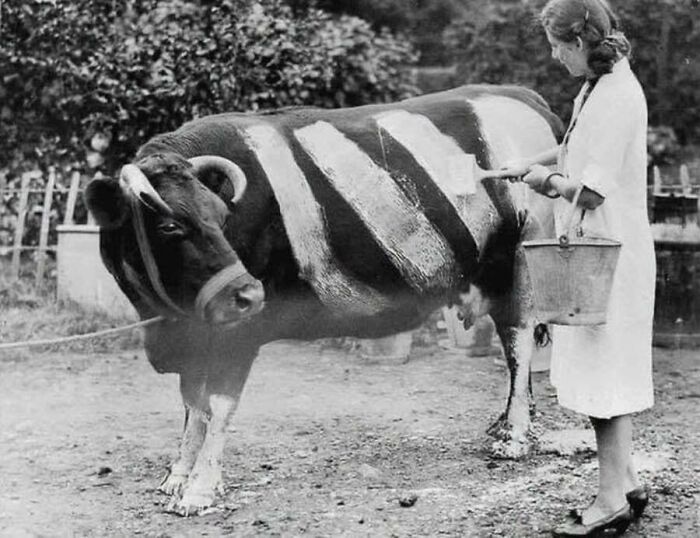 An old photo of a woman painting white stripes on a cow, from old photos of animals.