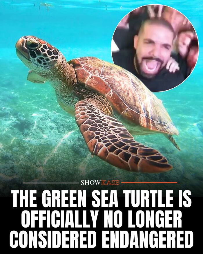 A wholesome story of a green sea turtle swimming in clear blue water