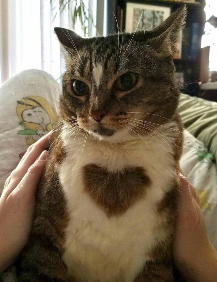 40 Adorable Animal Pics For Anyone Who Needs A Little Break From The Stress Of Everyday Life
