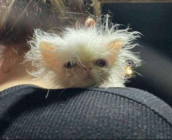 40 Adorable Animal Pics For Anyone Who Needs A Little Break From The Stress Of Everyday Life