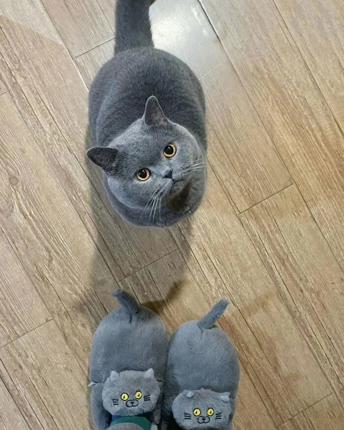 40 Adorable Animal Pics For Anyone Who Needs A Little Break From The Stress Of Everyday Life