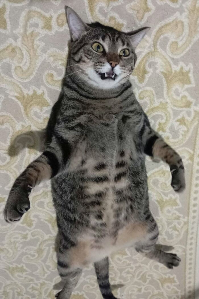 40 Adorable Animal Pics For Anyone Who Needs A Little Break From The Stress Of Everyday Life