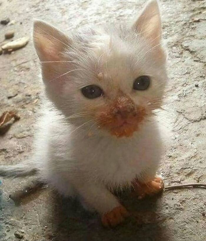 40 Adorable Animal Pics For Anyone Who Needs A Little Break From The Stress Of Everyday Life