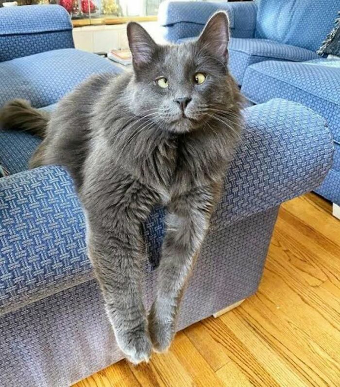 40 Adorable Animal Pics For Anyone Who Needs A Little Break From The Stress Of Everyday Life