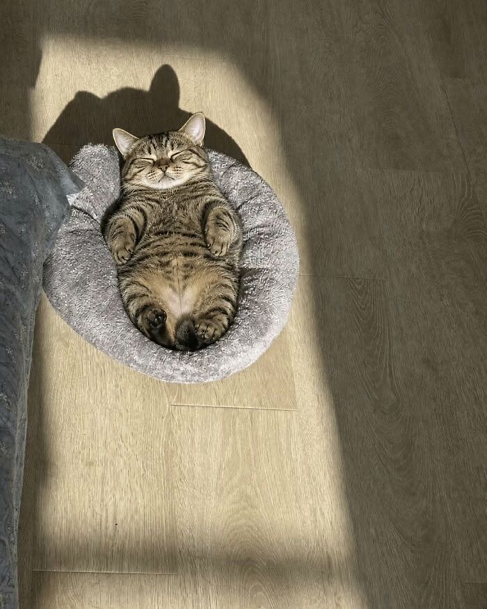 40 Adorable Animal Pics For Anyone Who Needs A Little Break From The Stress Of Everyday Life