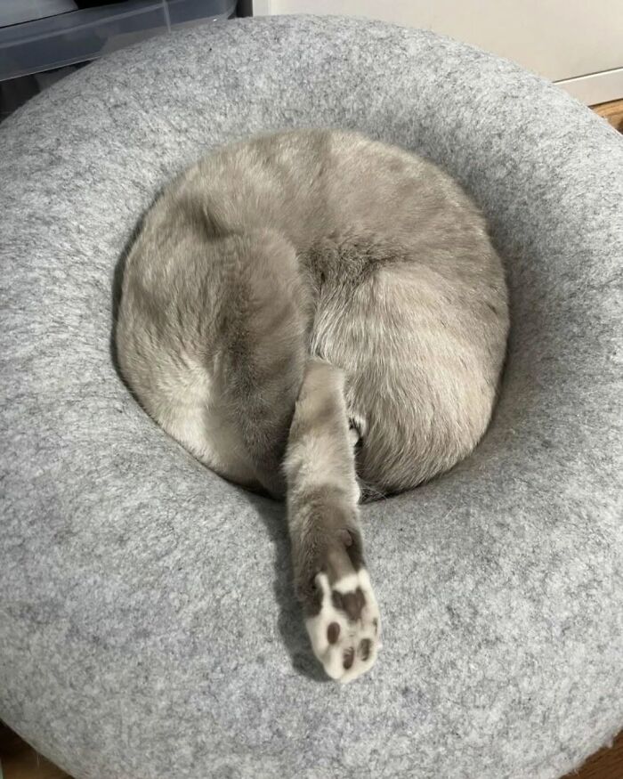 40 Adorable Animal Pics For Anyone Who Needs A Little Break From The Stress Of Everyday Life