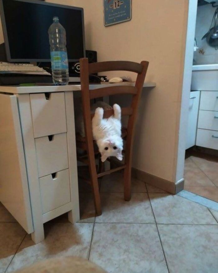 40 Adorable Animal Pics For Anyone Who Needs A Little Break From The Stress Of Everyday Life