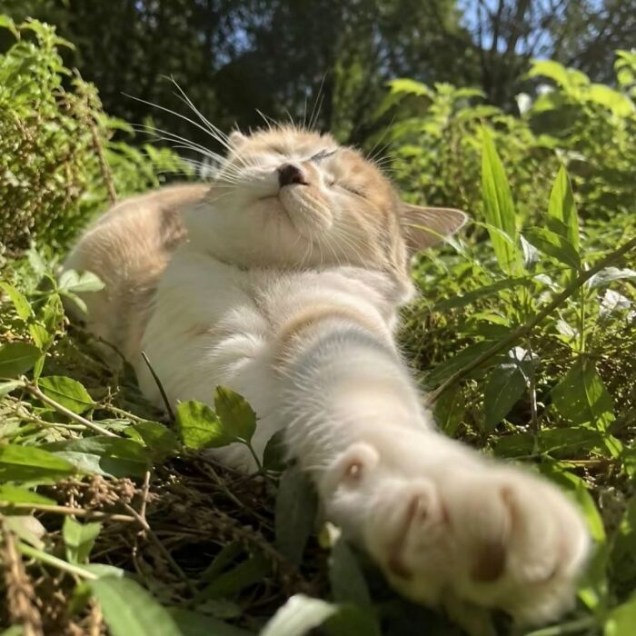 40 Adorable Animal Pics For Anyone Who Needs A Little Break From The Stress Of Everyday Life