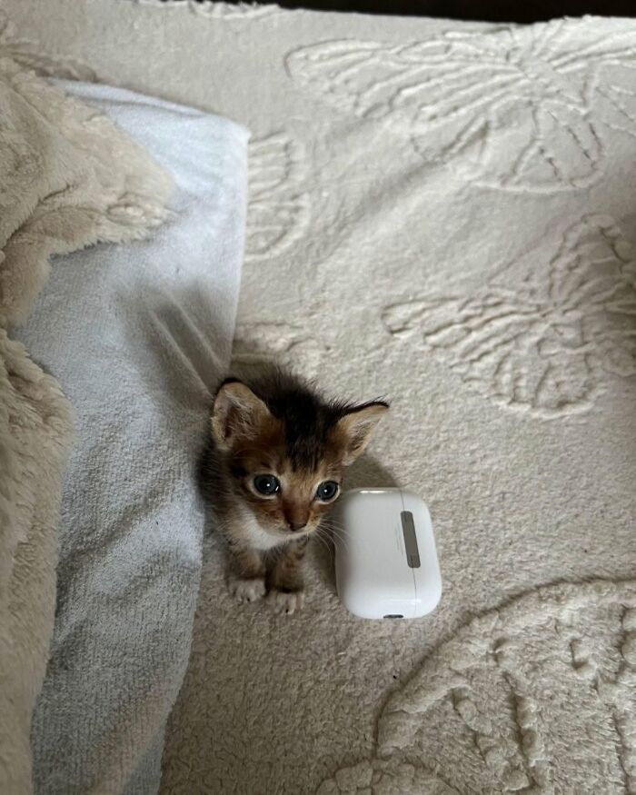 40 Adorable Animal Pics For Anyone Who Needs A Little Break From The Stress Of Everyday Life