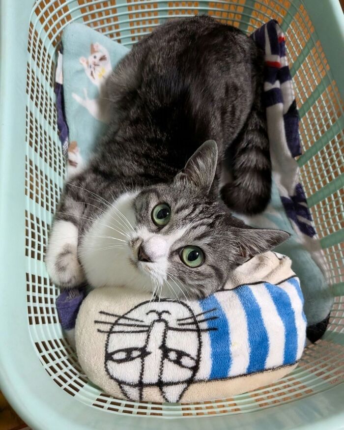 40 Adorable Animal Pics For Anyone Who Needs A Little Break From The Stress Of Everyday Life