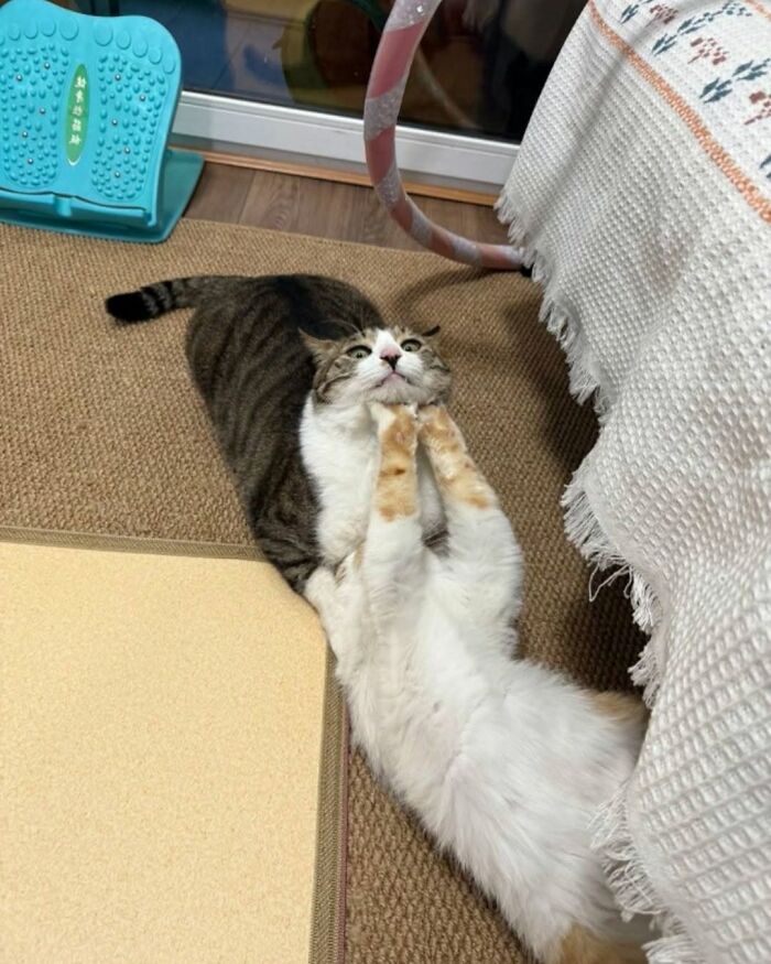 40 Adorable Animal Pics For Anyone Who Needs A Little Break From The Stress Of Everyday Life