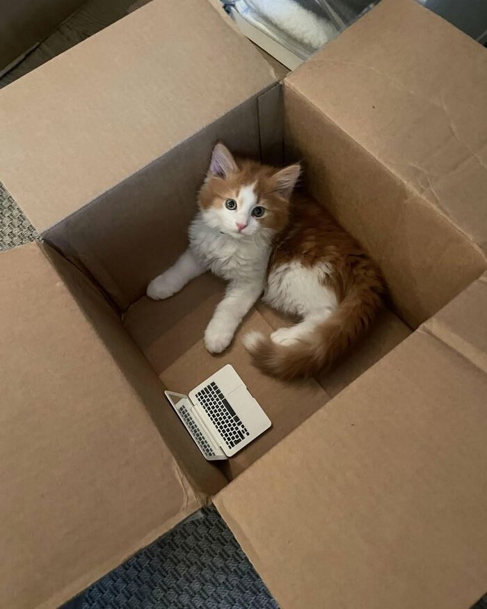 40 Adorable Animal Pics For Anyone Who Needs A Little Break From The Stress Of Everyday Life
