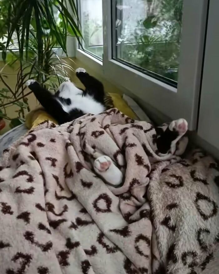 40 Adorable Animal Pics For Anyone Who Needs A Little Break From The Stress Of Everyday Life
