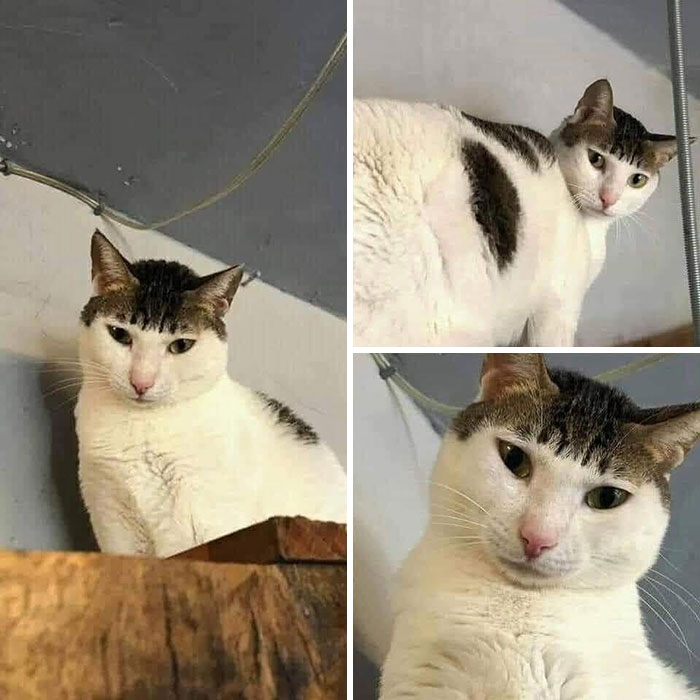 Three cat pics show a white cat with dark markings, featuring funny faces and beautiful colors, a truly delightful cat.