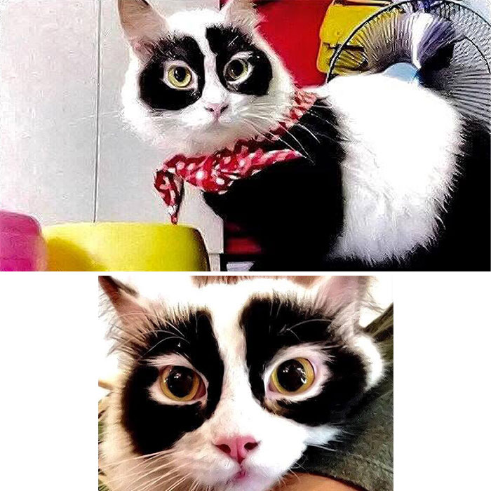Two delightful cat pics, a black and white cat with funny faces resembling a panda.
