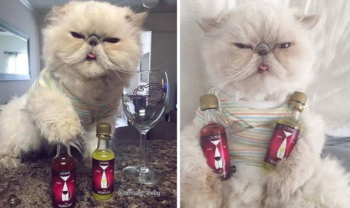 A funny cat pic of a fluffy white cat with funny faces, holding tiny bottles.
