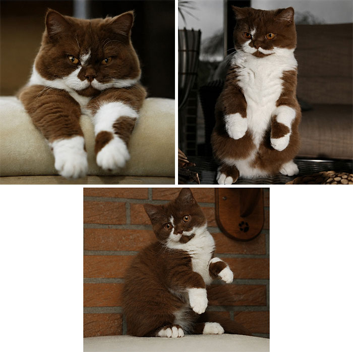 Three delightful cat pics, brown and white cats with funny faces and beautiful colors.