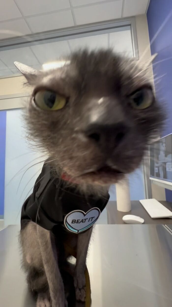 Funny cat reactions during vet appointments, with a Sphynx cat in a shirt staring intently.