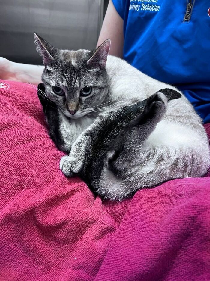 Cats having funny reactions at vet appointments, with a cat looking concerned on a pink towel.