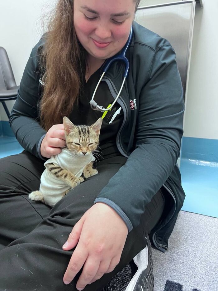 Vet clinic photos of cats having funny reactions, with a tiny kitten held by a vet.