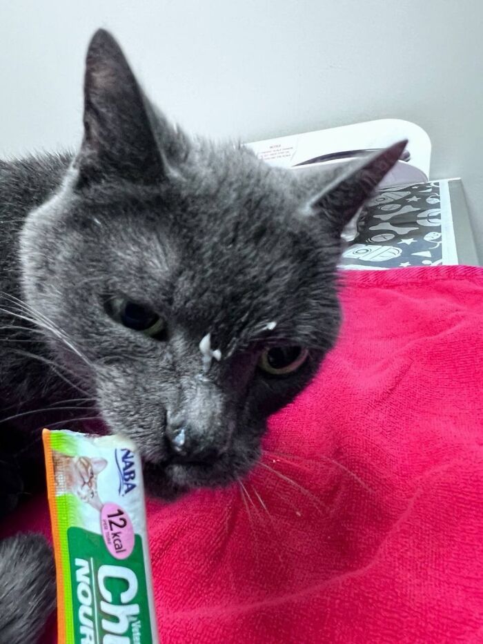 Funny cat reactions during a vet clinic appointment, with a grey cat looking at a treat.
