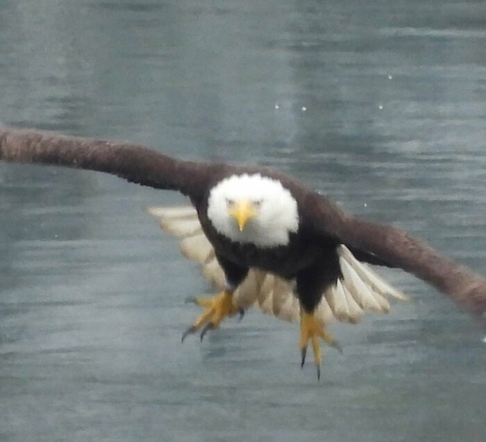 Blurry bald eagle flying over water wildlife photo