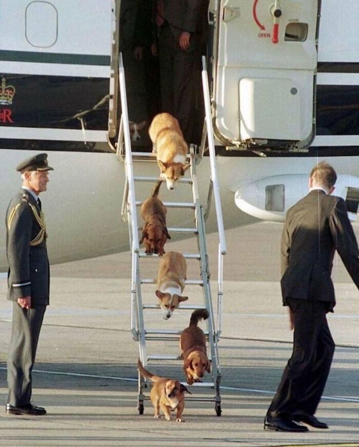 Corgis and dorgis descending airplane stairs in a classic scene of royal pets, from old photos of animals