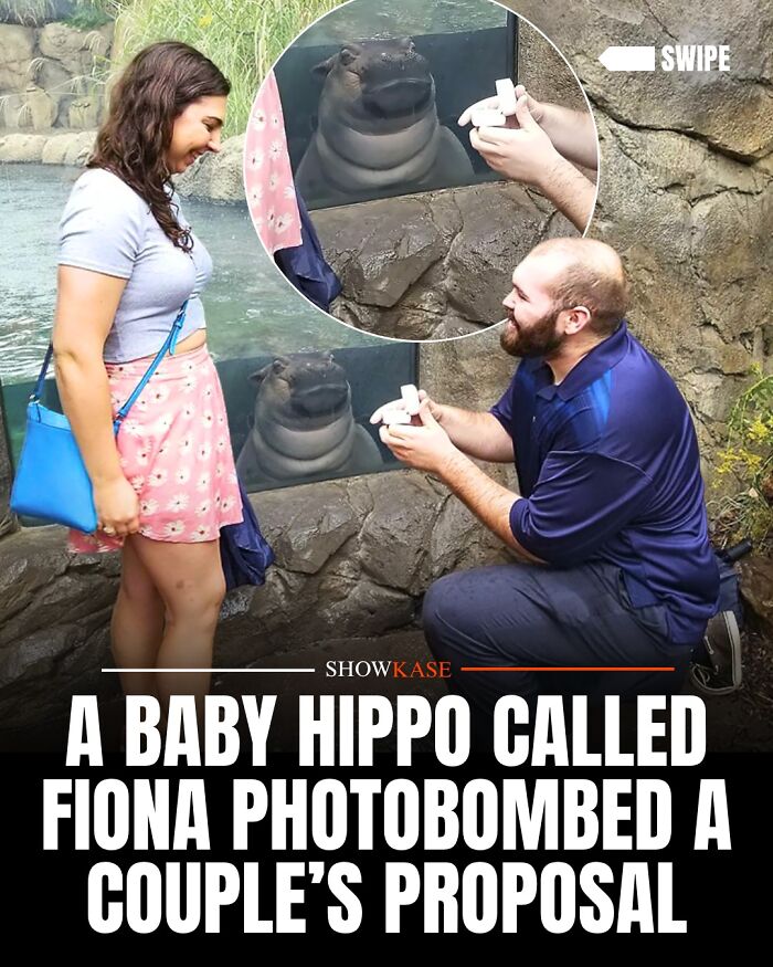 A man proposing to his partner with a baby hippo looking on, one of many wholesome stories.