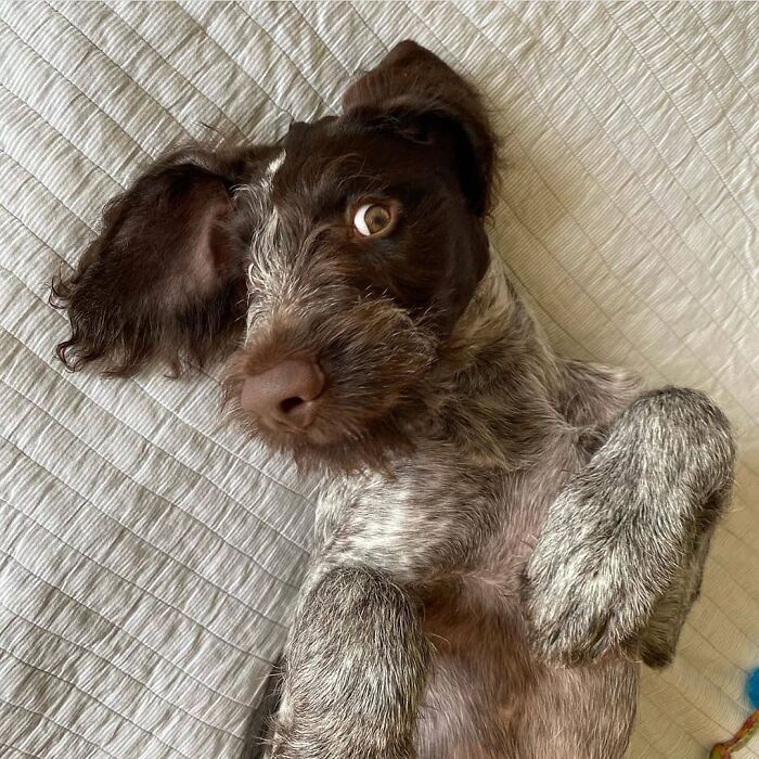 A brown and white wire-haired dog lies on its back on a textured blanket, looking like an embarrassing family pic.