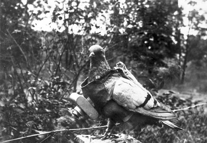 A messenger pigeon carrying a tiny camera on its chest in one of these old photos of animals