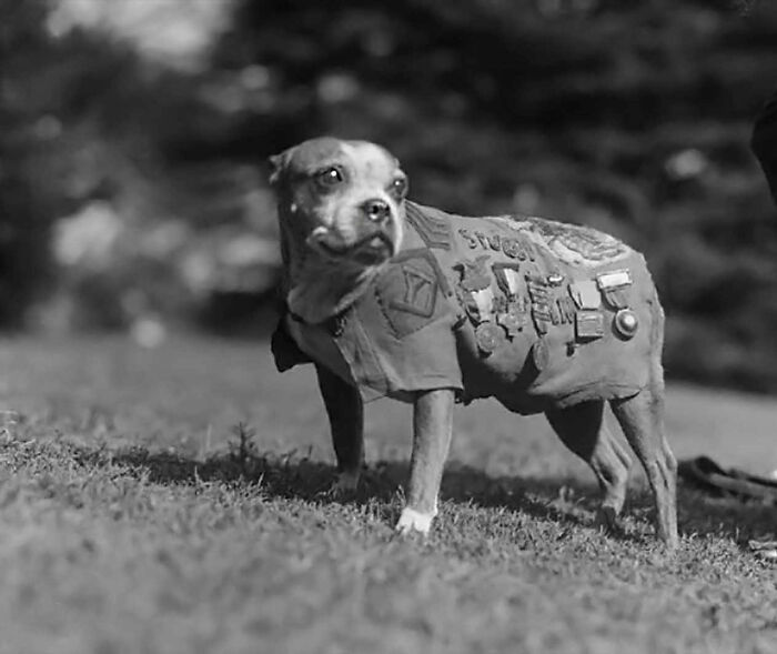 Stubby the war dog wearing a medal-covered vest in one of these old photos of animals