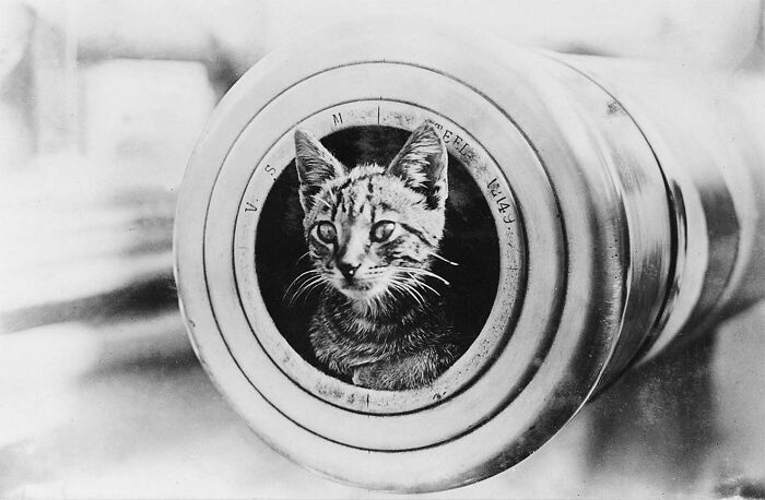 A small kitten peeking out of a military weapon pipe in one of these old photos of animals