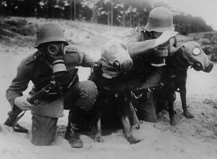 German soldiers and military dogs wearing gas masks in one of these old photos of animals