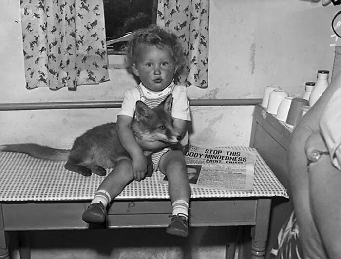 A young child sitting on a table holding a pet fox from old photos of animals.