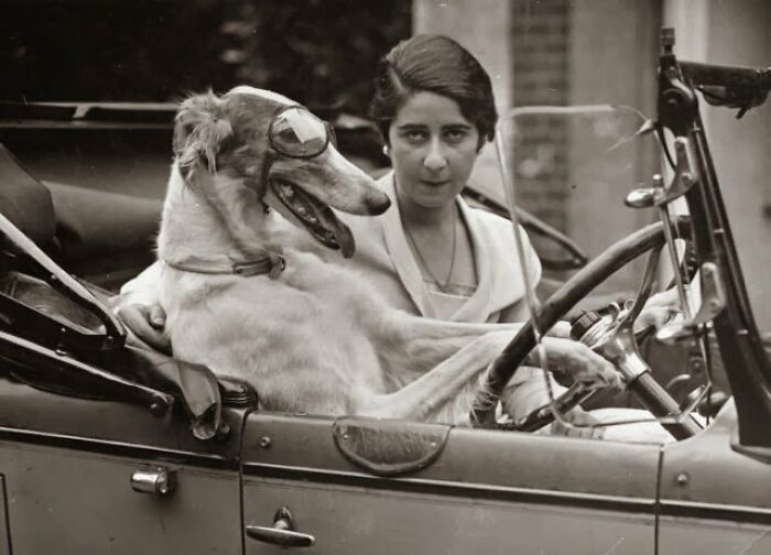 A dog wearing goggles sitting next to a woman in a vintage car from old photos of animals.